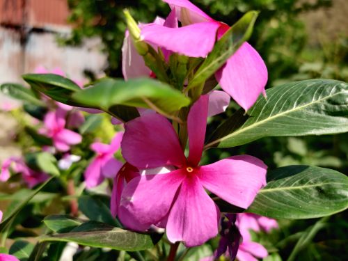 Free Vibrant pink periwinkle flowers with lush green leaves in a sunny garden setting. Stock Photo