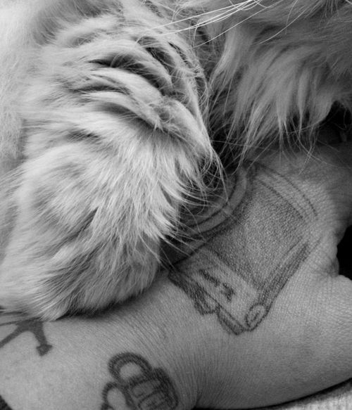 Free stock photo of affection, attachment, domestic animals Stock Photo