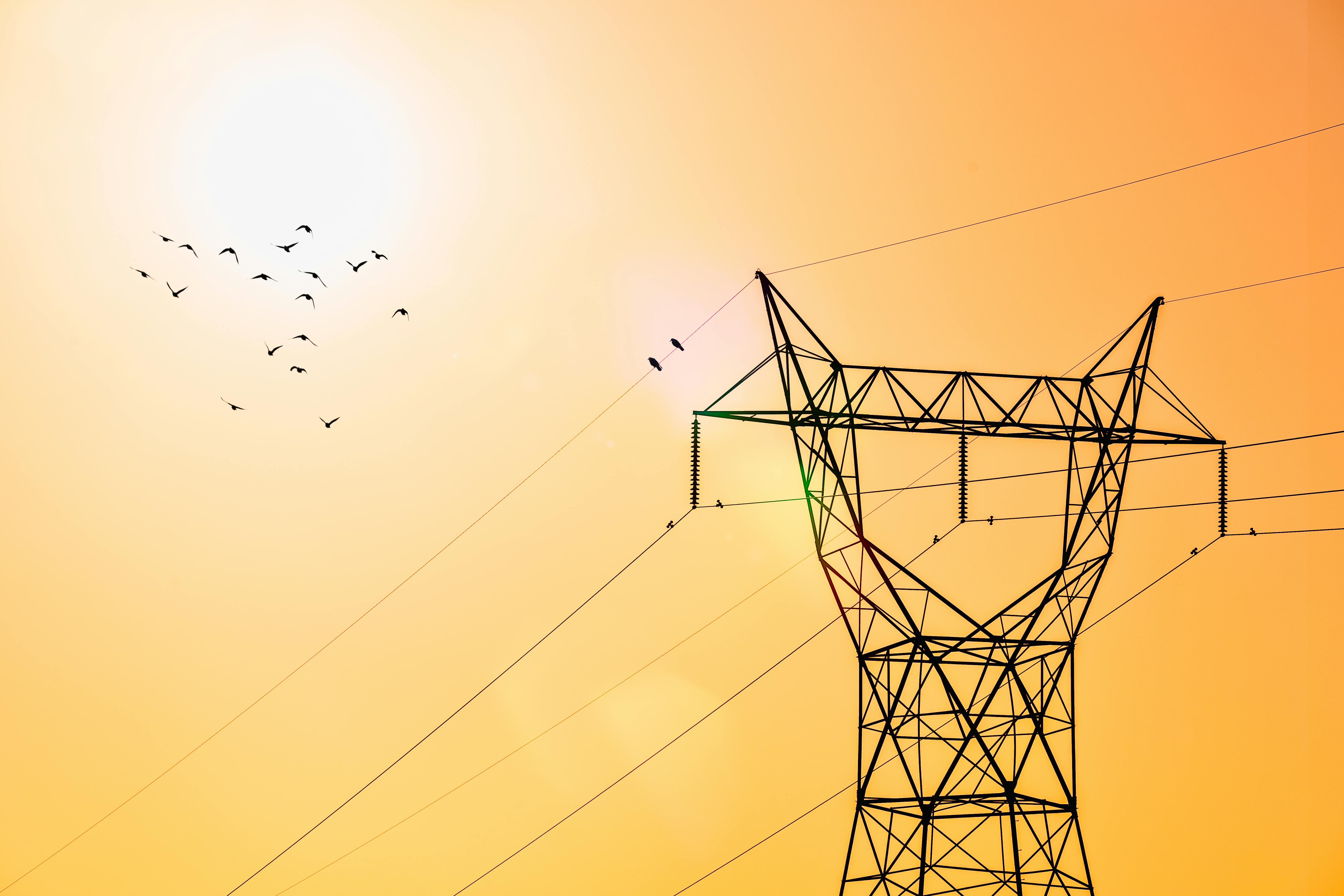 flock of birds flying over an electrical tower