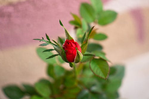 Foto profissional grátis de árvores verdes, beleza da natureza, cor-de-rosa