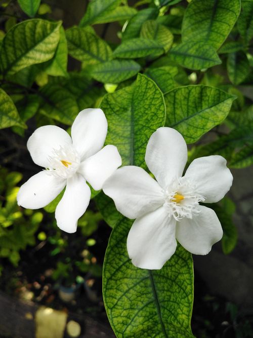 Free White jasmine flowers with lush green leaves, captured in daylight outdoors. Stock Photo