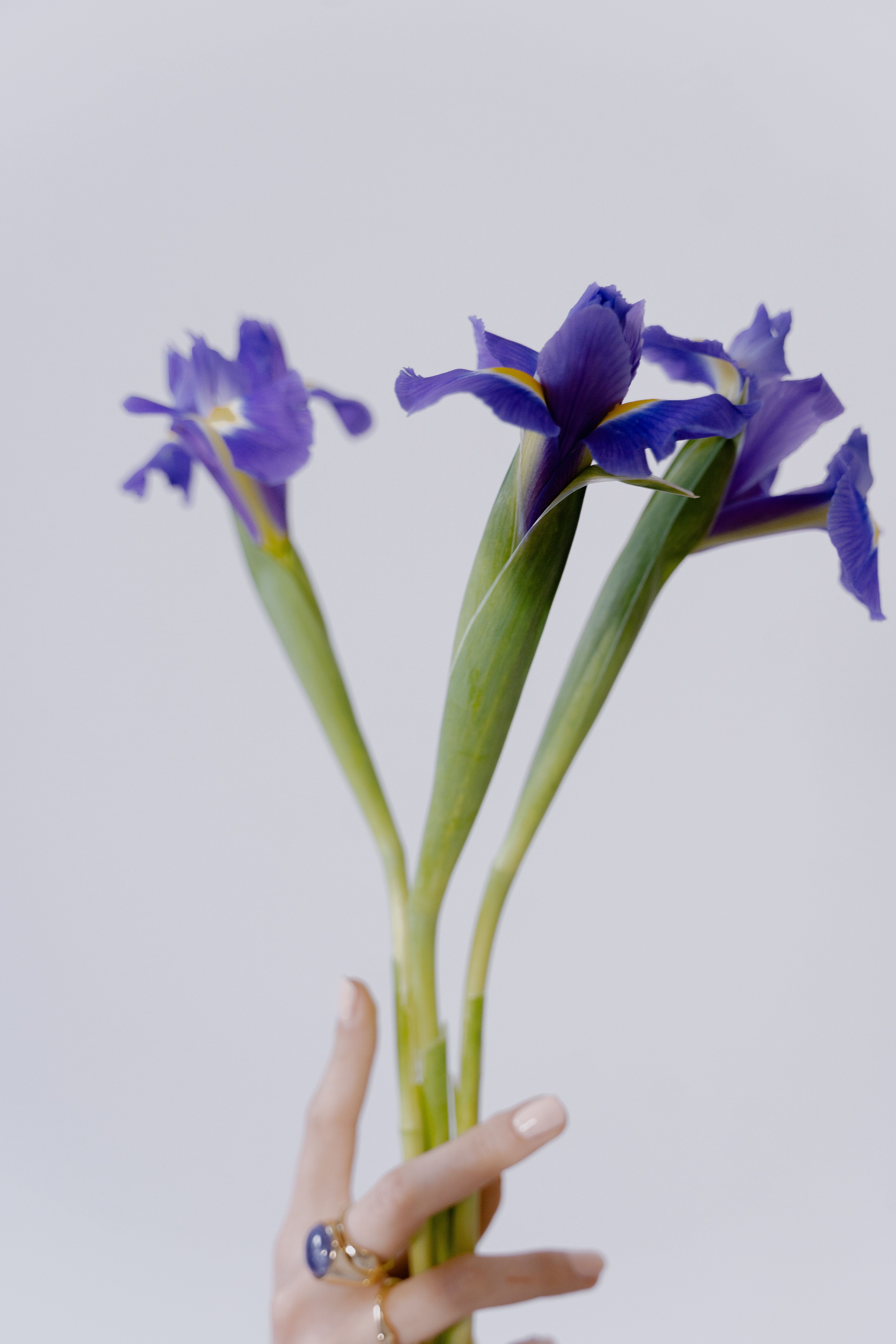 Delicate purple irises hand-held against a soft, neutral background exuding elegance and simplicity.