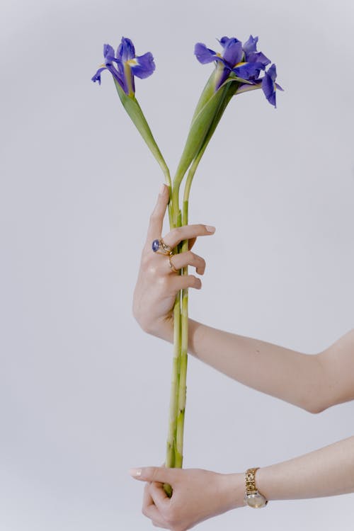 Person Holding Purple Flowers