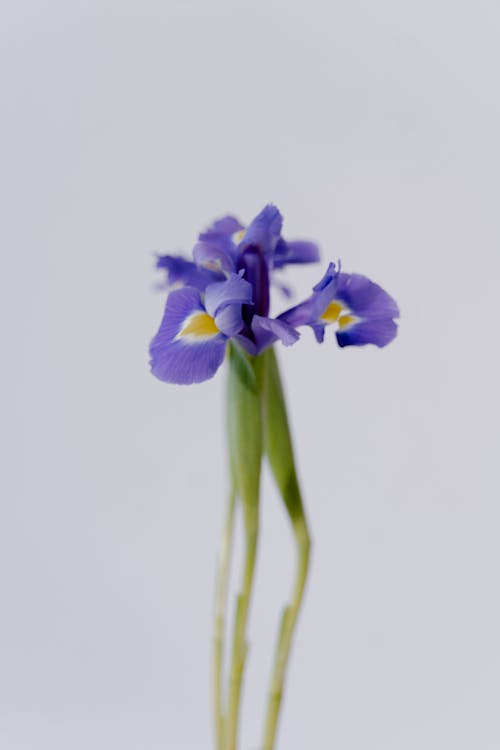 Close-Up Shot of Blooming Blue Iris Flowers Against White Background