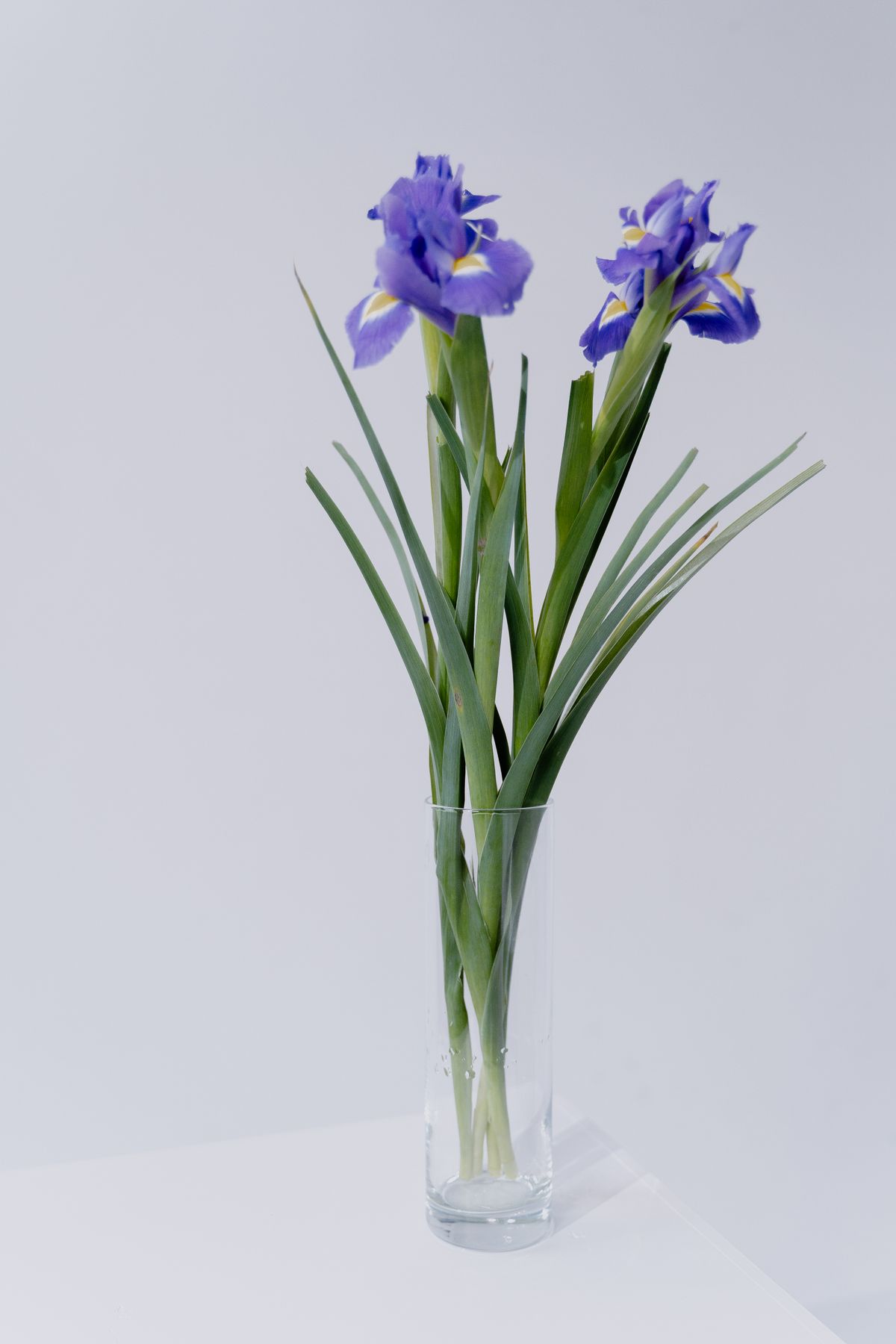 A simple arrangement of purple iris in a clear glass vase, the kind of restrained purple that reads as Catholic-tradition mourning