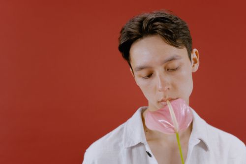 Free Man in a studio holding a pink Anthurium flower against a red background. Stock Photo