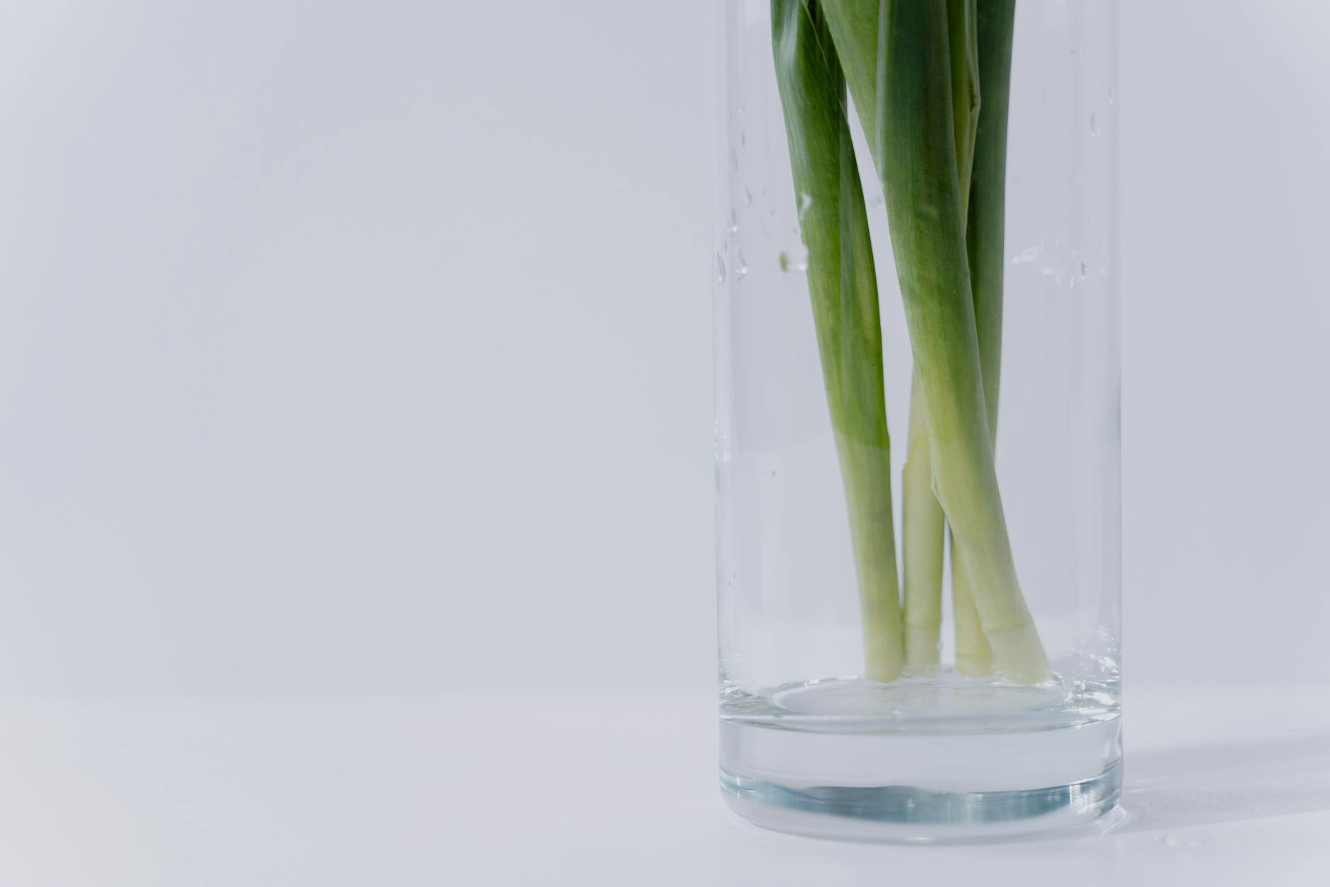 Regrowing Green Onions In A Glass Of Water On A Sunny Windowsill