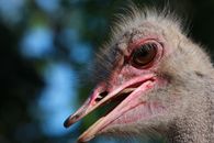 Ostrich Head in Tilt Shift Lens