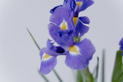 Fine Fragrance Oils