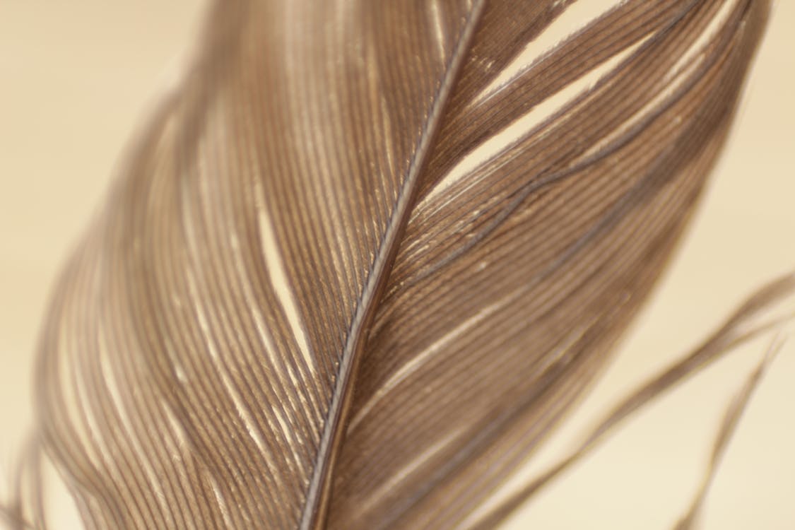 Close Up View Grey Feather