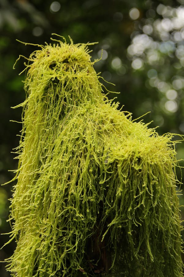 Grafted Conifer Garden Tree