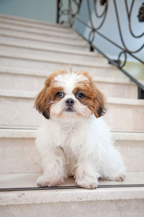 Free Charming Shih Tzu puppy sitting indoors on staircase, showcasing its fluffy coat and cute expression. Stock Photo