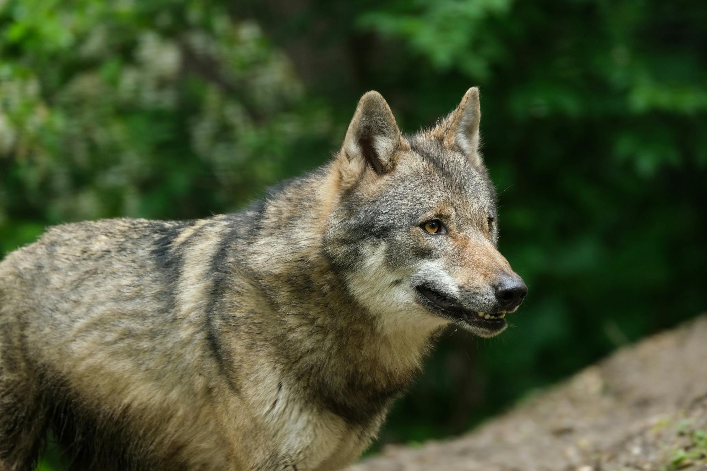 Wolf Photo by Nicky Pe from Pexels: https://www.pexels.com/photo/wolf-in-a-wilderness-8451212/