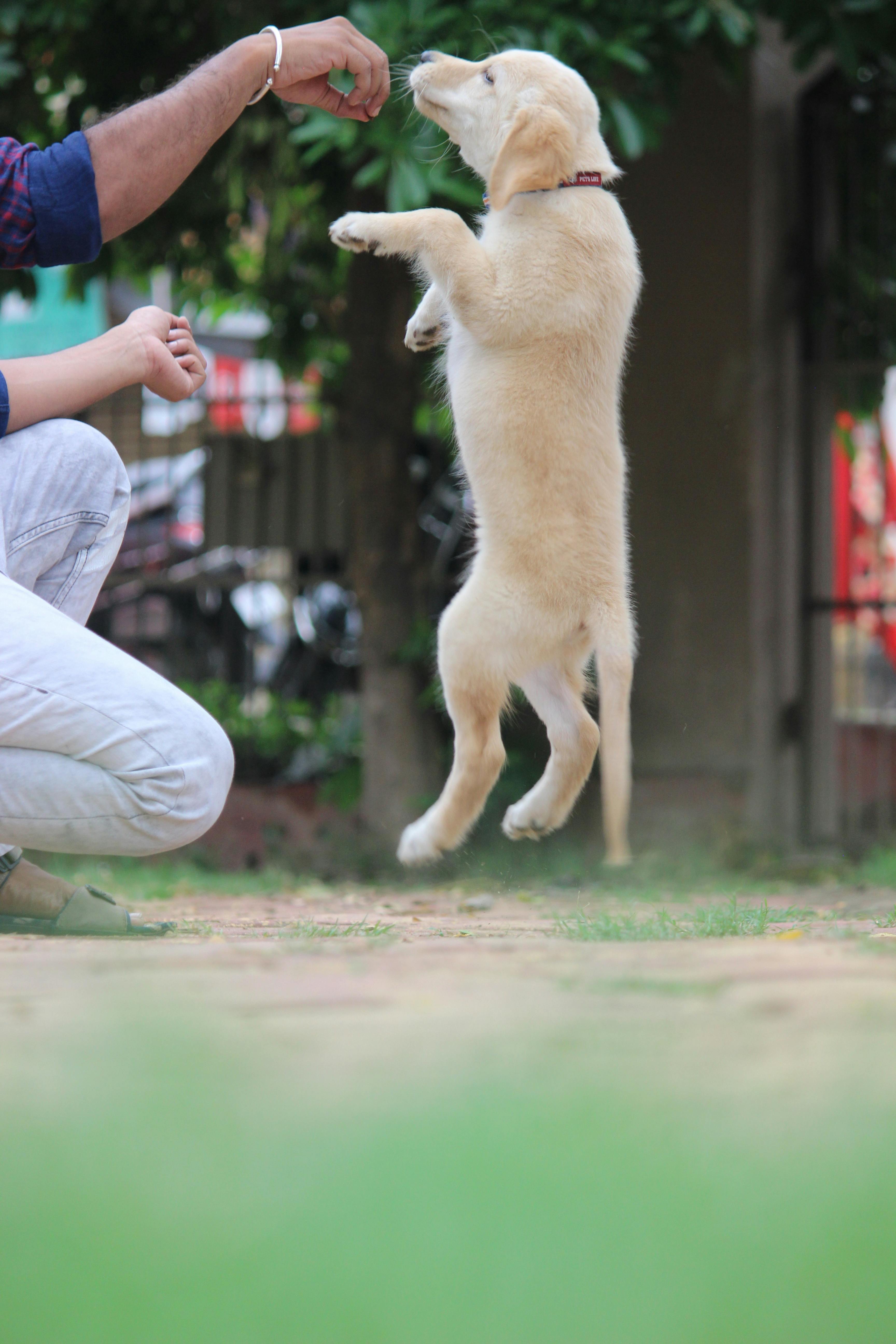 light brown dog jumping in the command of a man