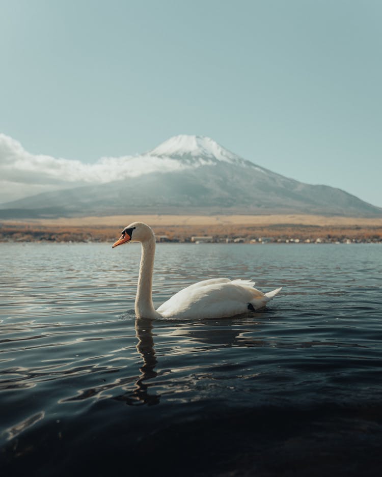 A Swan Swimming On The Lake