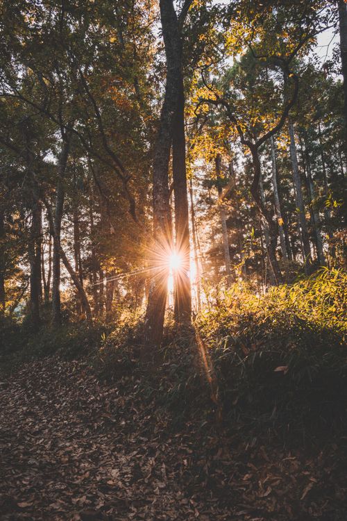 Free Sunlight beams through tall trees in a serene autumn forest setting. Stock Photo