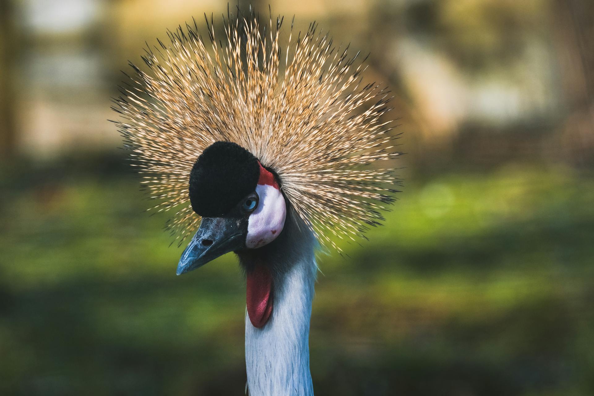 Close-up shot of a grey crowned crane showcasing its vibrant crest and elegant posture.