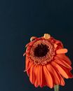 Yellow and Red Gerbera Daisy in Bloom