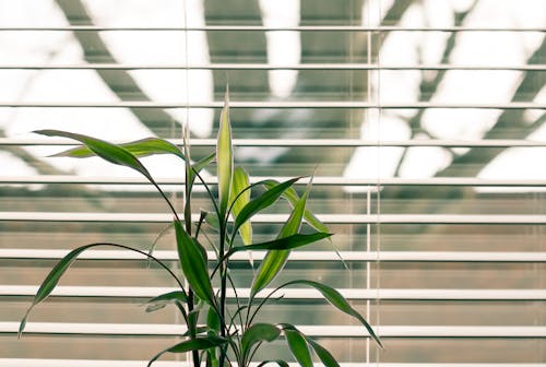 Plante à Feuilles Vertes Contre Les Stores Vénitiens Blancs