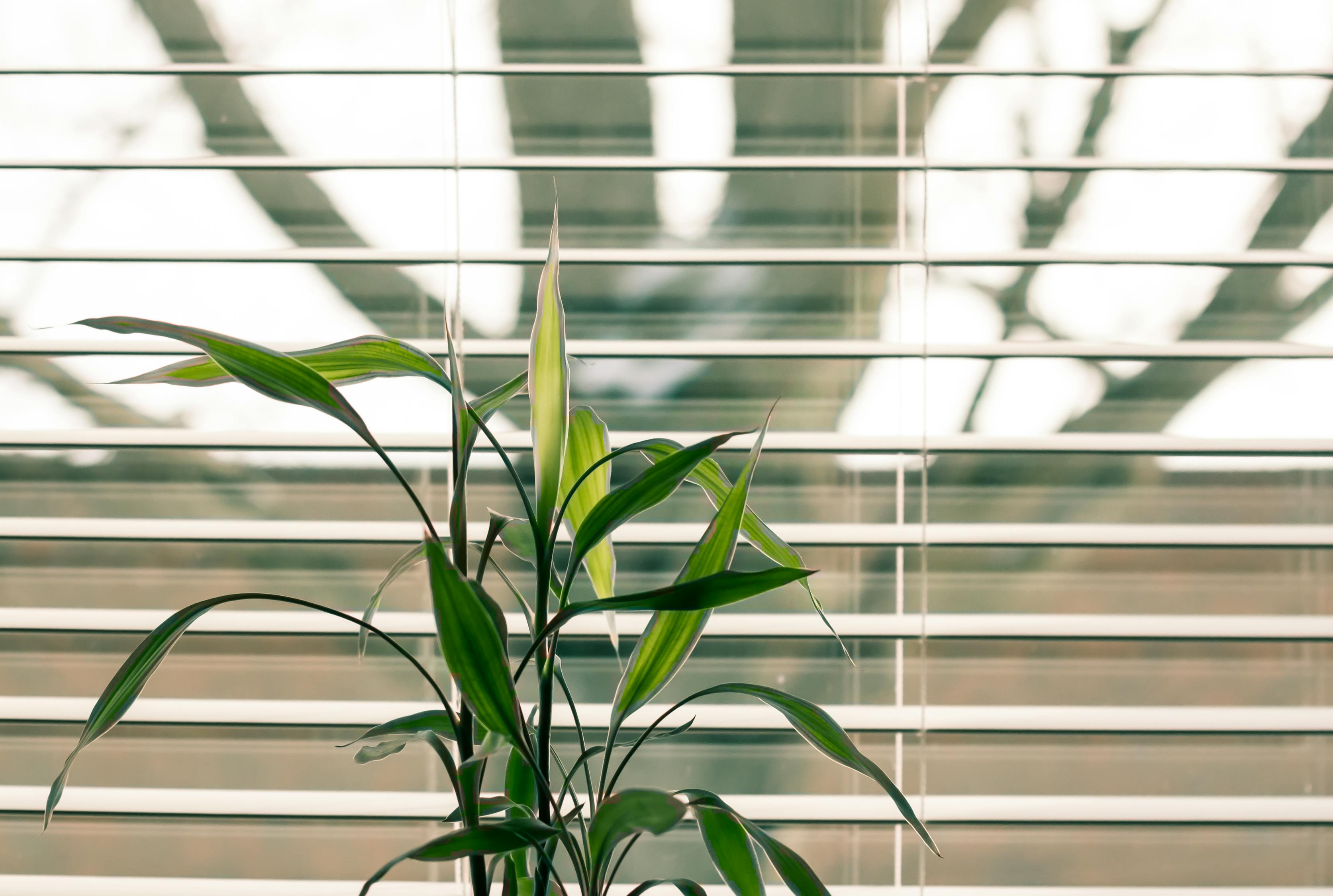 Groene Blad Plant Tegen Witte Jaloezieën