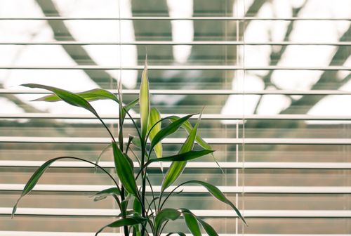 Free A green indoor plant with vibrant leaves against modern office window blinds. Stock Photo