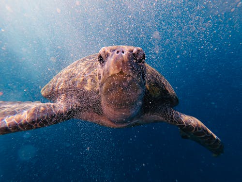 Close-Up Shot of a Sea Turtle Swimming Underwater