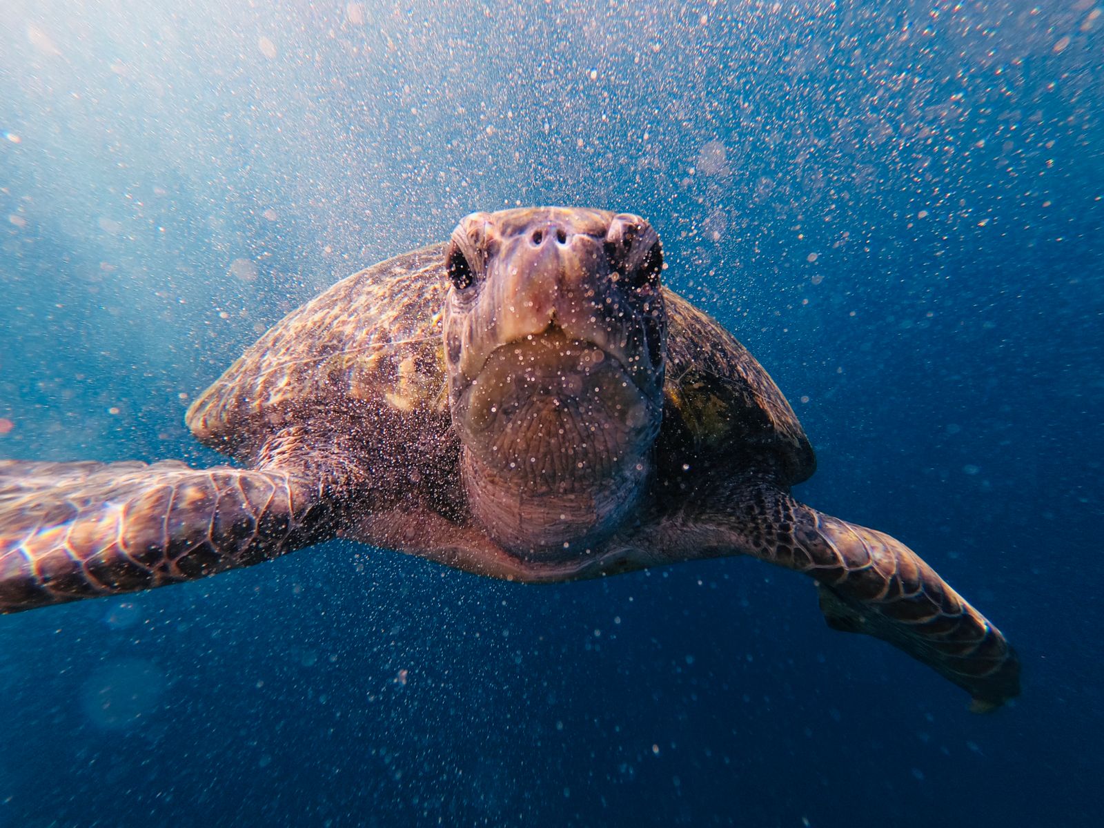 Representative sea-turtle image