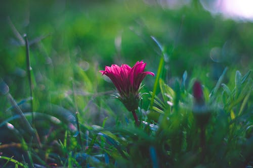 Pembe çiçeğin Seçmeli Odak Fotoğrafı
