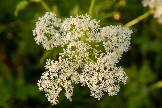 Close-Up Shot of Wild Chervils in Bloom