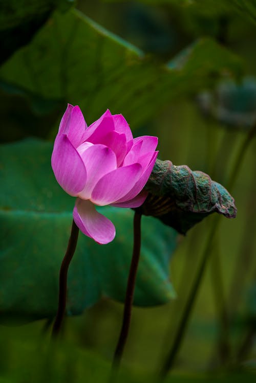 微妙, 植物群, 睡蓮 的 免费素材图片