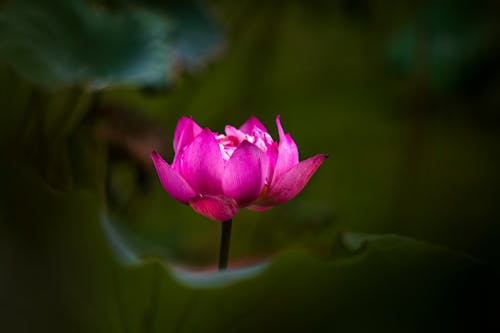 Fotos de stock gratuitas de delicado, flora, floreciente