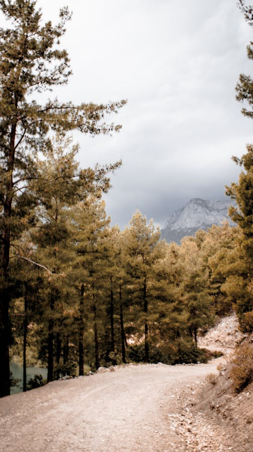 Unpaved Road between Trees