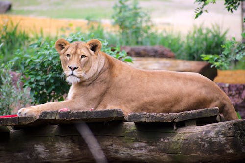 Free Brown Lioness Lying on Brown Wooden Panels  Stock Photo