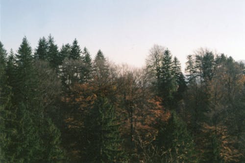Základová fotografie zdarma na téma les, listy, příroda