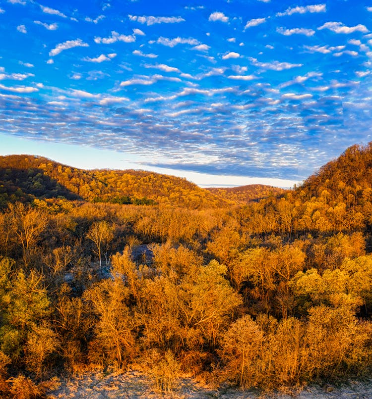 Blue Sky Above Autumn Forest