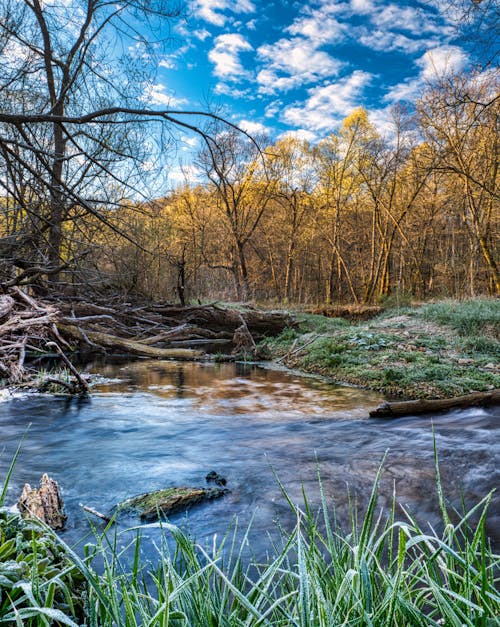 Swamp in Autumn