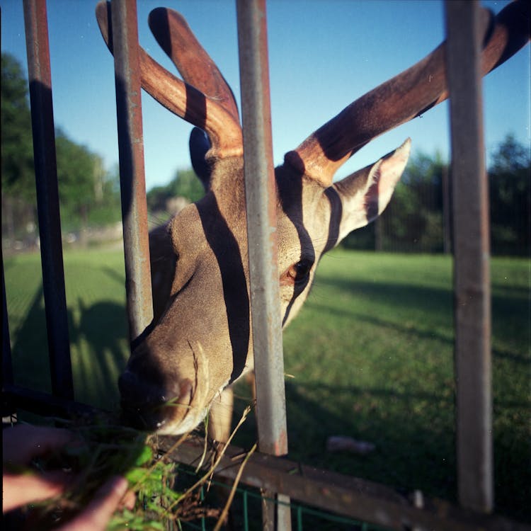 Deer Eating Grass Through Fence