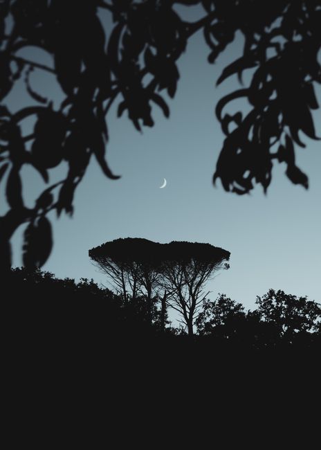 Captivating silhouette of trees against a night sky with a crescent moon in Portugal.