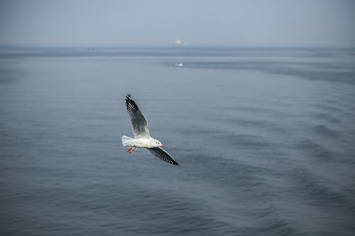 A Seagull Flying over the Sea