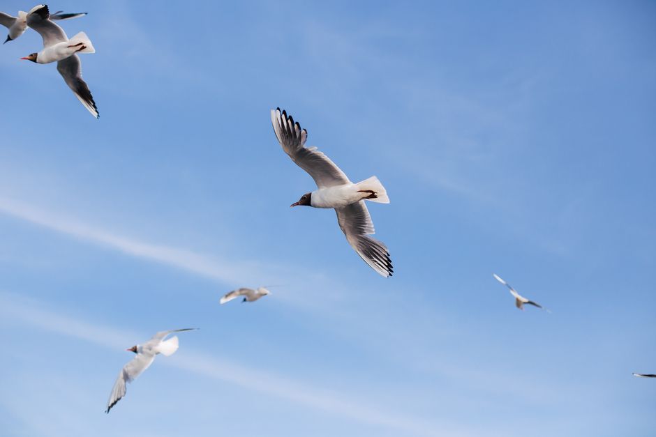 A flock of seagulls flying elegantly across a clear blue sky.