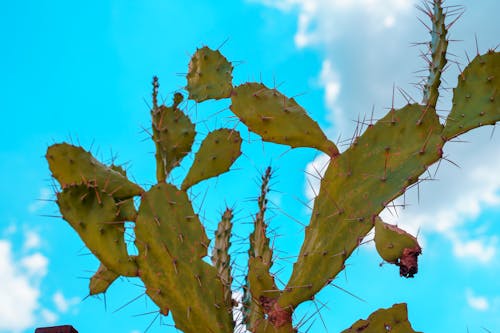 Gratis stockfoto met cactus