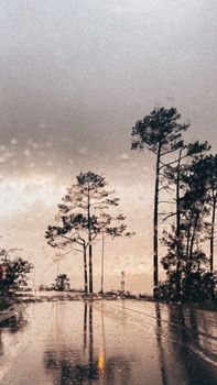Road reflects tall trees after a rain, creating a serene, moody atmosphere.