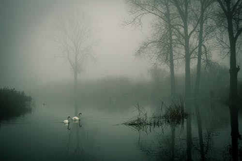 gratis Foto Van Twee Witte Eenden Op Water Tijdens Mist Stockfoto