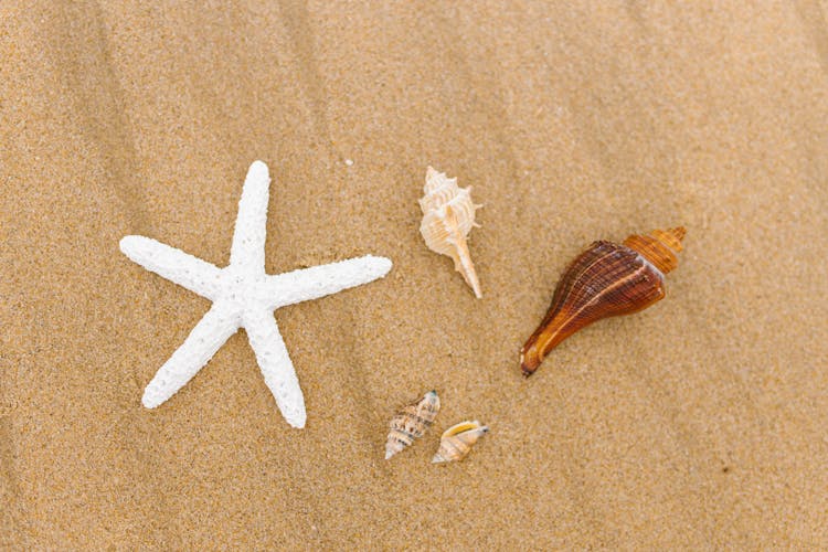 Sea Shells And A Starfish On The Beach Sand