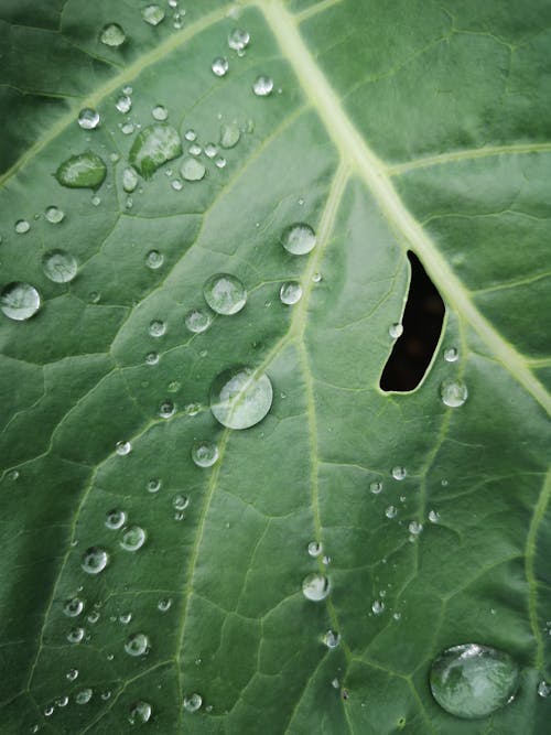 Foto stok gratis air, basah, daun hijau