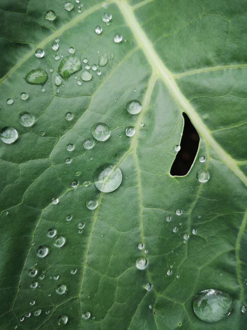 Free Macro shot of water droplets on a green leaf revealing intricate details. Stock Photo
