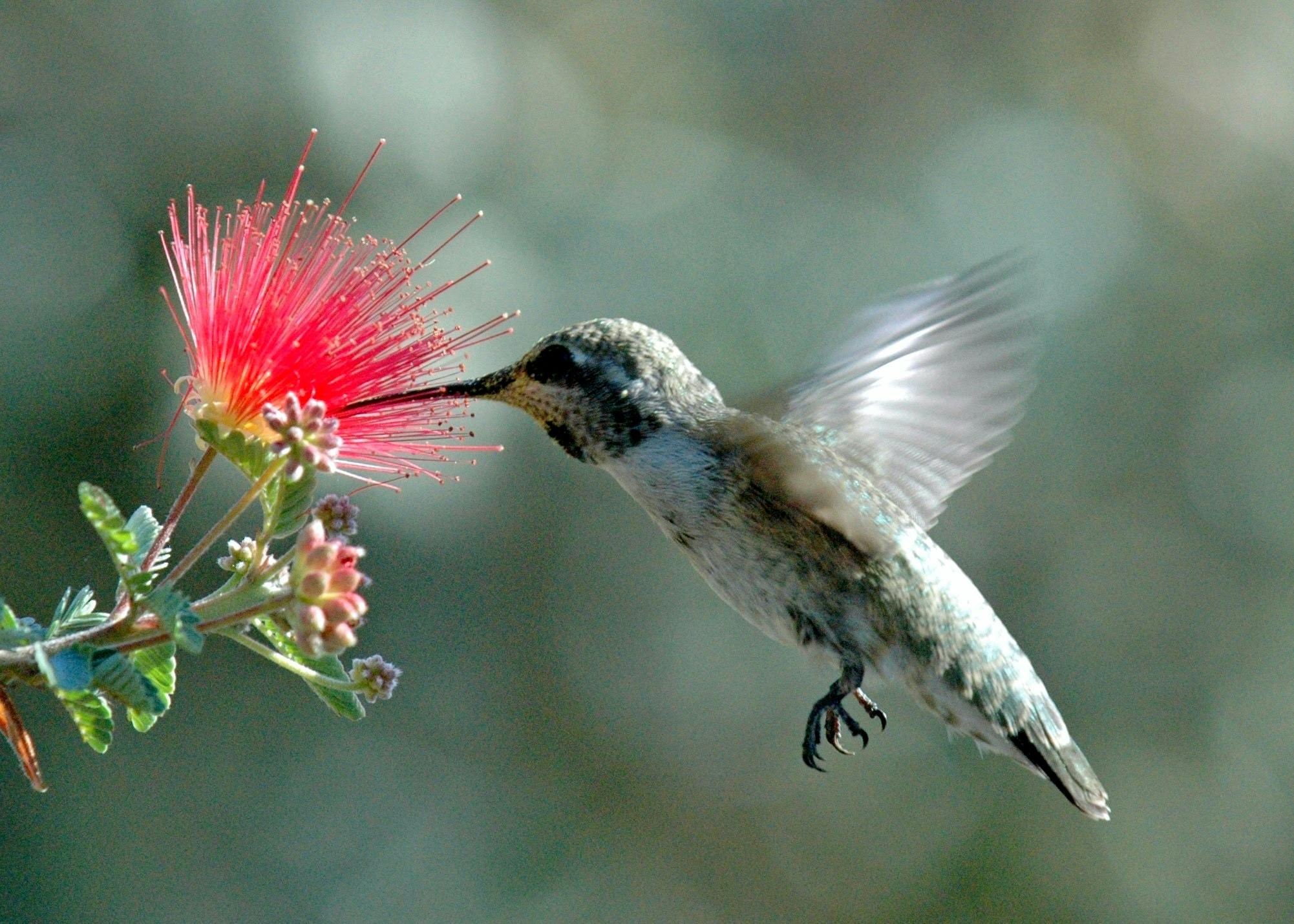 Kolibríky môžu vidieť farby, ktoré si ani nevieš predstaviť