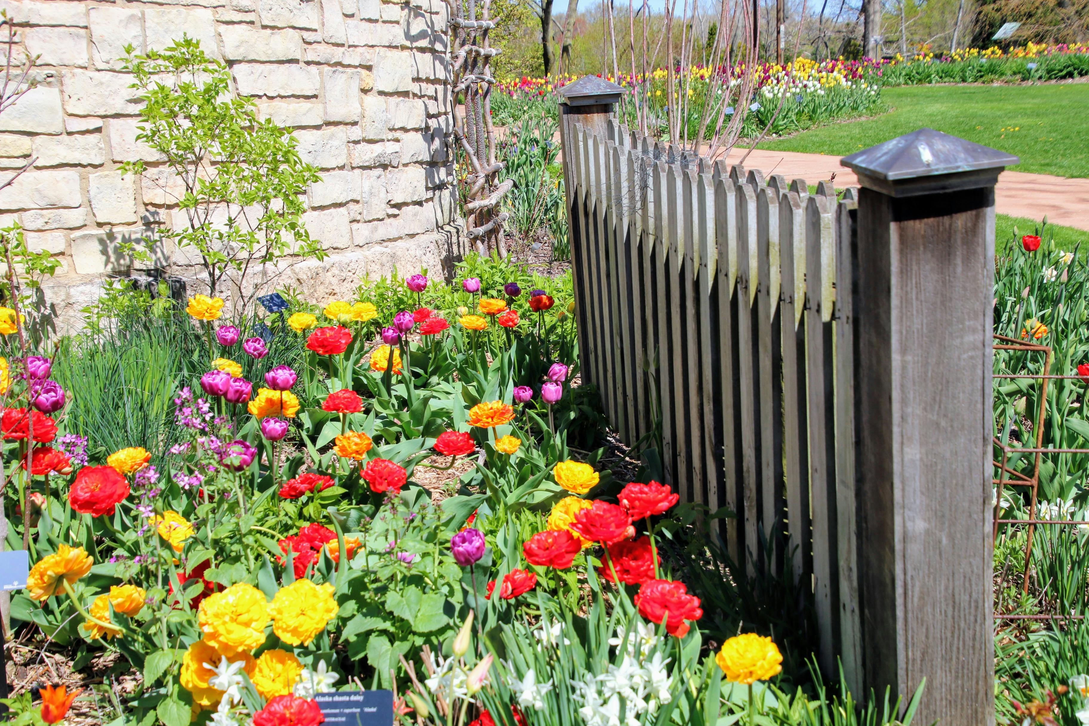 Free stock photo of beautiful flowers, fence, spring