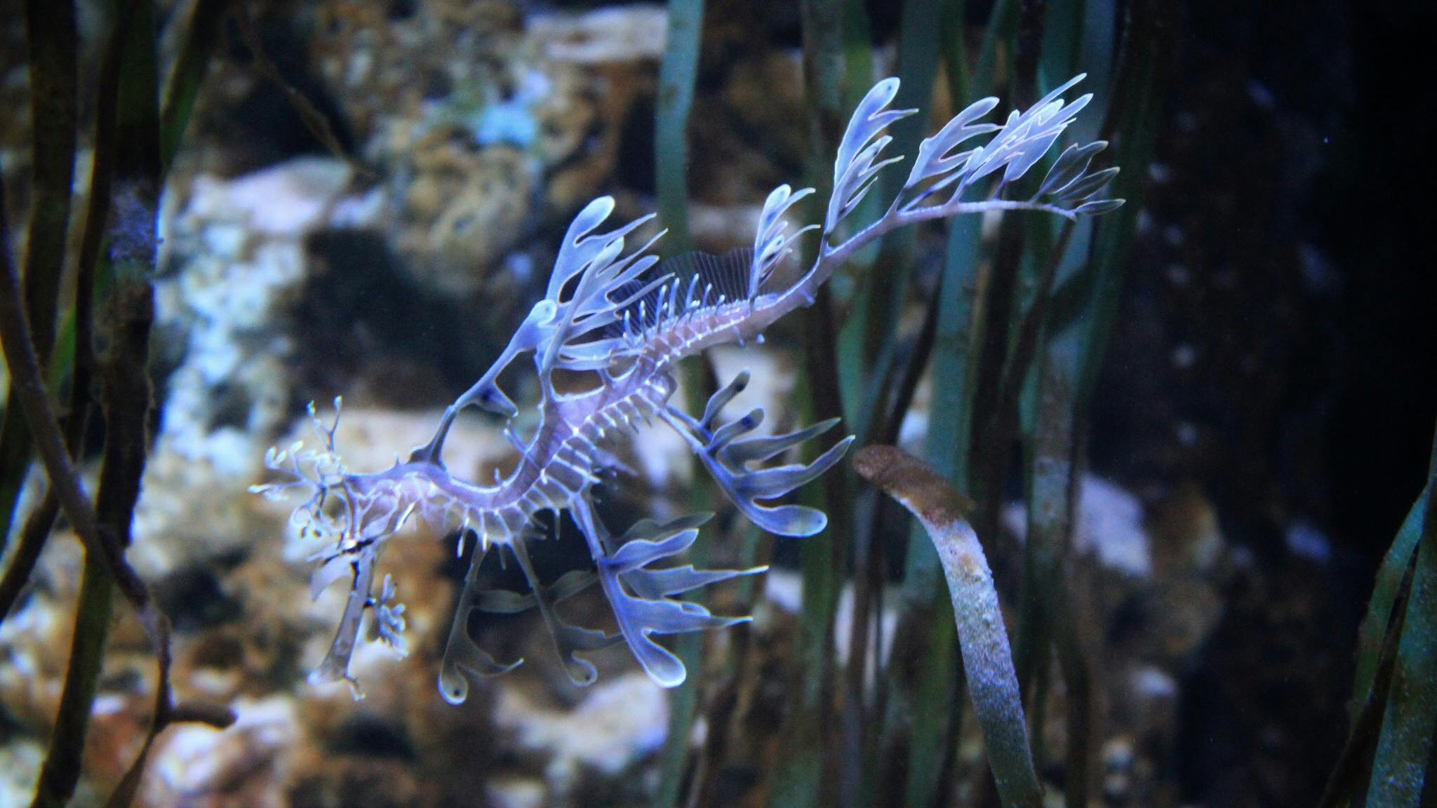 Free stock photo of aquarium, jelly fish, sea creature