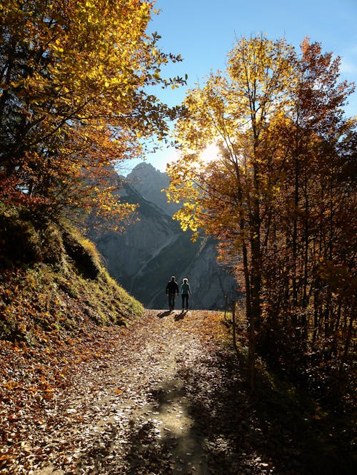 Couple Marchant Au Chemin Entre Les Arbres